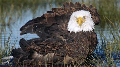 Bald Eagle Hunting Fish Hd Wallpaper : Wallpapers13.com