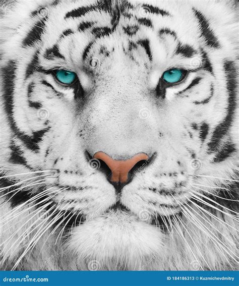 Albino Tiger Oscar Stock Photography | CartoonDealer.com #3103928