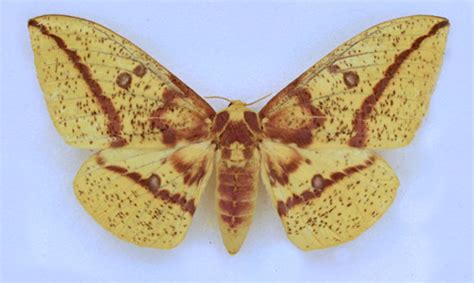 imperial moth - Eacles imperialis imperialis (Drury, 1773)