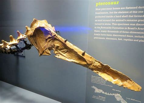 New Pterosaur Fossils Unearthed In China – Asian Scientist Magazine