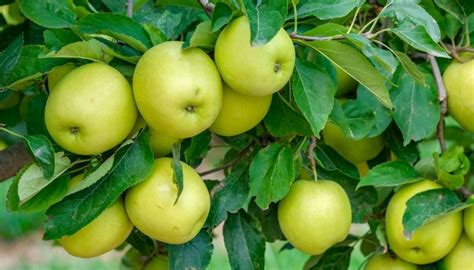 Dorsett Golden Apple Tree Guide: Care, Planting & Harvesting - Rennie Orchards