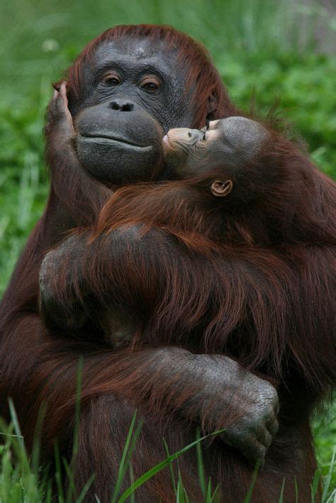 138 Best I need a crazy-haired baby orangutan! images | Baby orangutan ...