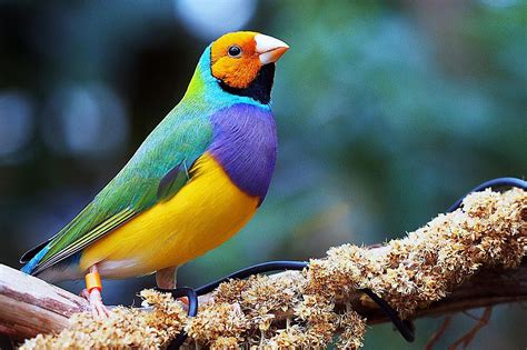 Gouldian Finch Bird Species Profile