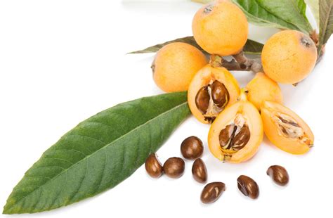 Loquat | Definition, Fruit, History, Cultivation, Nutrition, & Facts ...