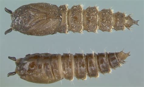 What Does Drain Fly Larvae Look Like - Best Drain Photos Primagem.Org