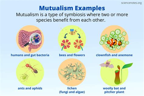 Mutualism Definition and Examples in Biology