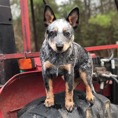 215+ Blue Heeler Dog Names for Your Hardworking Herder