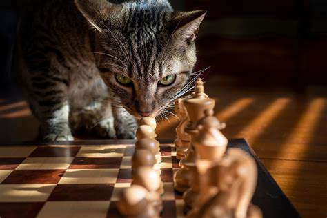 cat with the chess - Chess.com