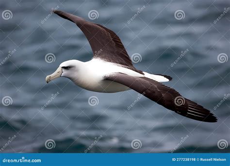 Laysan Albatross (North Pacific Ocean) (Generative AI) Stock ...