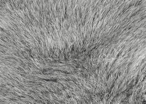 Grey fur background texture | Stock image | Colourbox