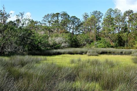 Florida Trees Stock Photos, Images and Backgrounds for Free Download