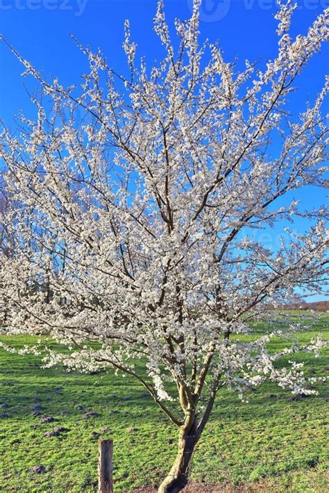 Beautiful cherry and plum trees in blossom during springtime with colorful flowers 11373723 ...