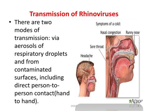 Human Rhinoviruses