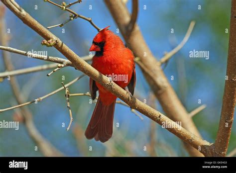 Cardinal Cardinalidae male Stock Photo - Alamy