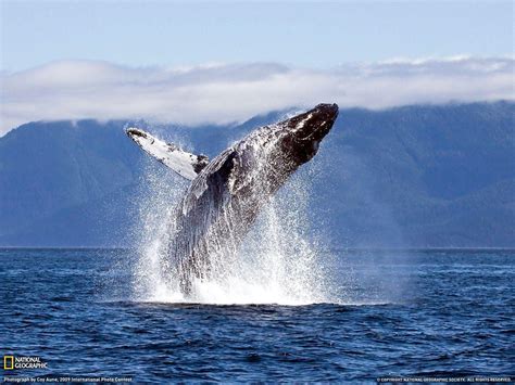 Humpback Whale Wallpapers - Wallpaper Cave