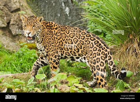 Jaguar at chester zoo hi-res stock photography and images - Alamy