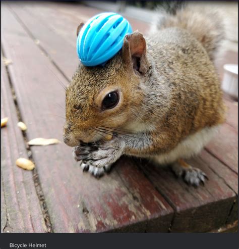 Brier man's squirrel in hat photo draws national attention | MLTnews.com