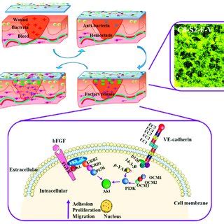 The relationship between hydrogels and wound healing process, involved ...