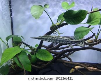 125 Spotted Gar Images, Stock Photos, 3D objects, & Vectors | Shutterstock