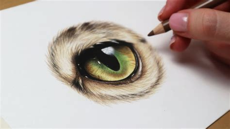 How To Draw A Realistic Cat Eye