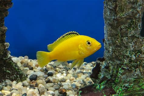 Yellow Lab Cichlid: Size, Gender, Tank Mates & More