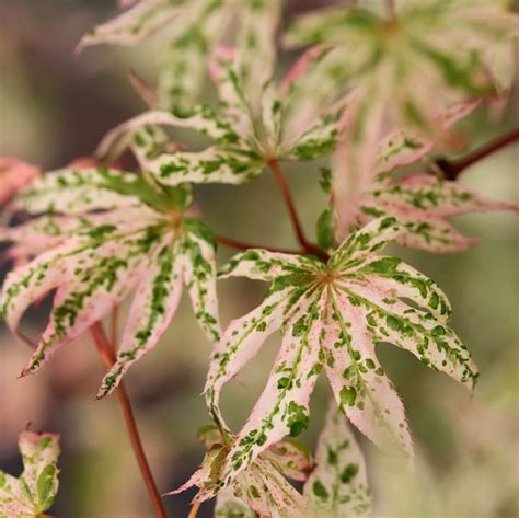 Japanese Ukigumo Maple – Chelsea Garden Center