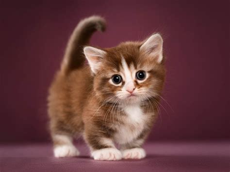 Munchkin Cat Breed Profile: History, Personality & Health | Cat-World