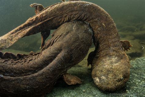 Hellbender facts. Did You Know? Weiler Woods for Wildlife