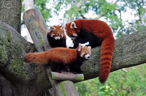 Red panda cubs explore their Virginia Zoo habitat