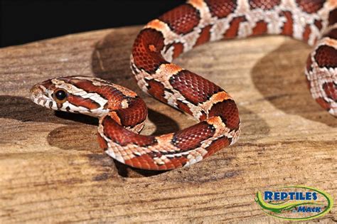 Corn Snake Care Sheet – Reptiles by Mack