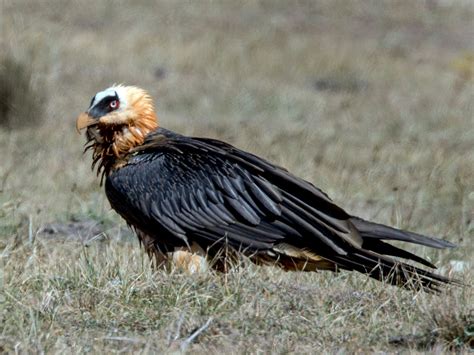 Bearded Vulture (Lammergeier) - eBird