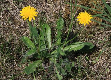 Catsear: Pictures, Flowers, Leaves & Identification | Hypochoeris radicata