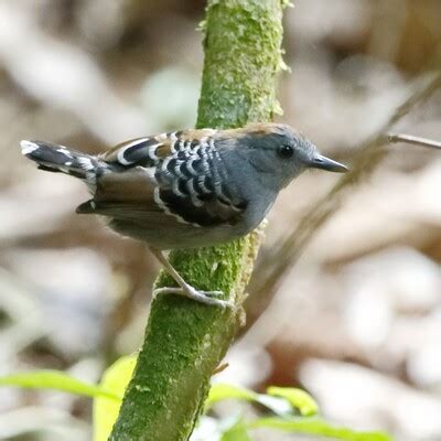 Xingu Scale-backed Antbird (Willisornis vidua) :: BirdWeather