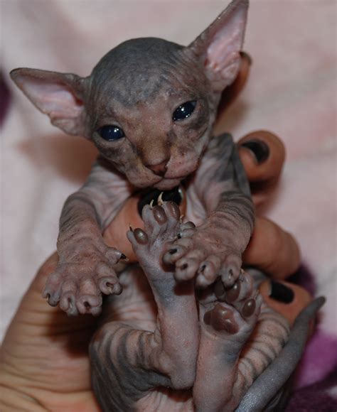 black sphynx - sphynx kittens - hairless kittens — NOCOATKITTY SPHYNX