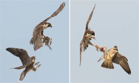 Peregrine Falcon Hunting Technique