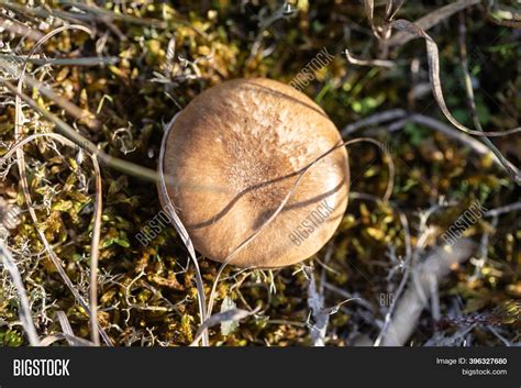 Edible Brown Mushroom Image & Photo (Free Trial) | Bigstock