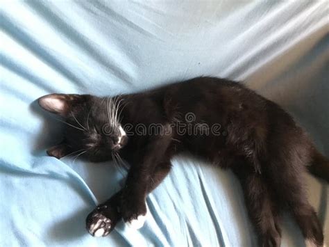 A sleeping black cat stock image. Image of couch, blue - 138713437