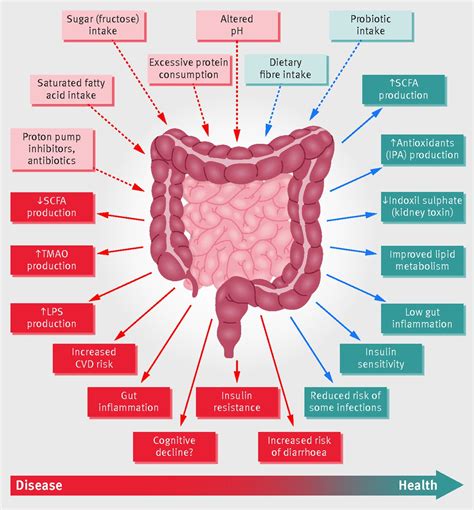 Human Gut Microbiota