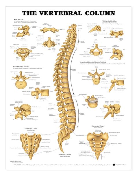 The Vertebral Column - Anatomical Products | Anatomy bones, Anatomy models, Anatomy