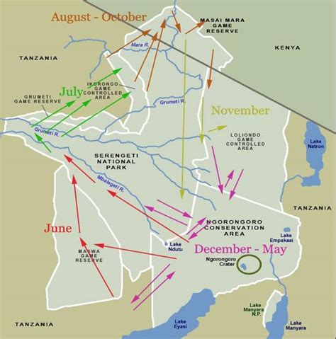 Wildebeest Migration