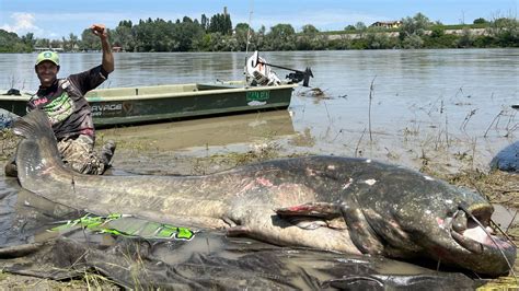 Gigantic, 9.4-foot-long catfish is the largest ever caught | Flipboard