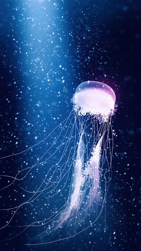 Jellyfish Wallpaper