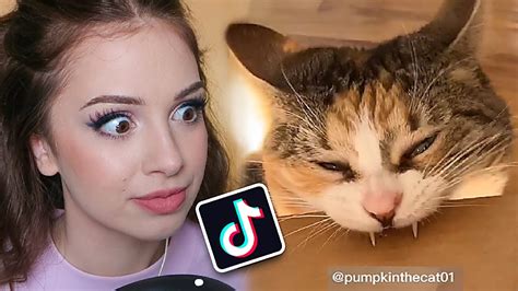 FUNNY CAT TIK TOK VIDEOS | World Cat Comedy