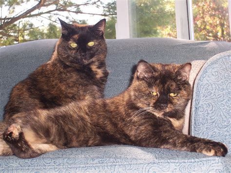 "Tortitude" - The Unique Personality of Tortoiseshell Cats