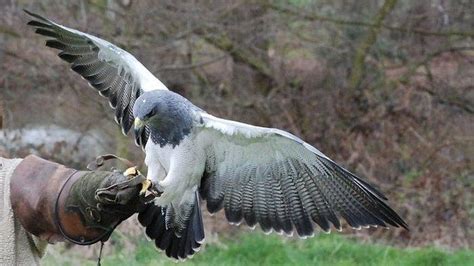 Burung Gagak Putih Pertanda Apa Gagak Albino Burung - Macam Macam Burung