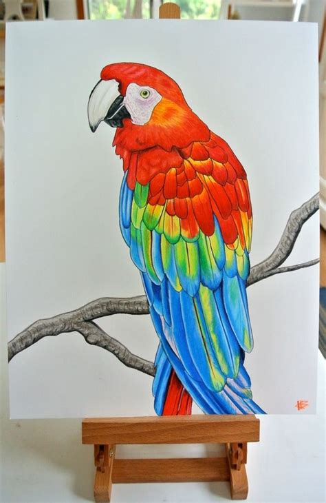 Macaw | Parrots art, Parrot painting, Bird drawings