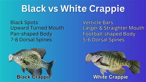 Black vs White Crappie: Simplifying the Differences - Bear's Den Lodge - Fishing French River