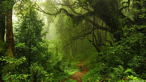 Green Forest 4K Wallpapers - Top Free Green Forest 4K Backgrounds - WallpaperAccess