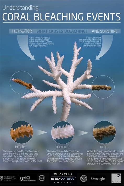 Coral Bleaching - Great Barrier Reef Foundation