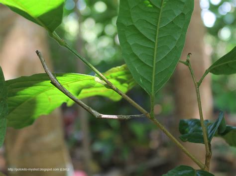 My Shot Gallery of Bengkulu: Camouflage of the walking stick insect (Order of Phasmida) Sumatera ...